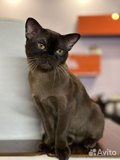 Котята европейской бурмы