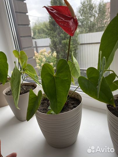 Антуриум Дакота