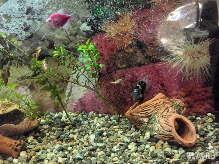 Аквариум с рыбками 50 л