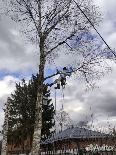 Спил деревьев