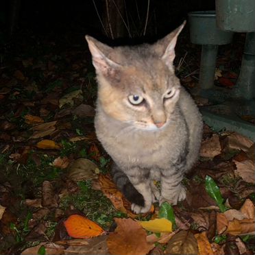 Корниш-рекс, взрослый кот