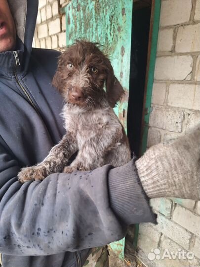 Щенки Дратхаара