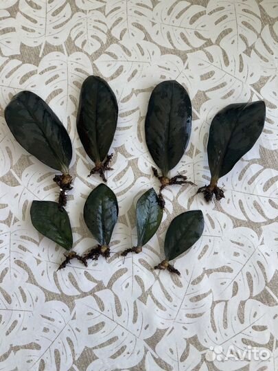 Замиакулькас Равен