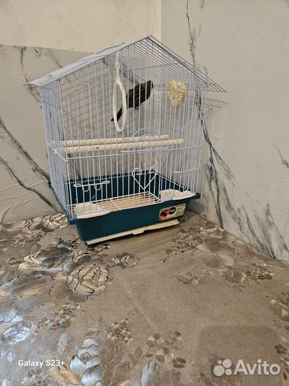 Соловей птица