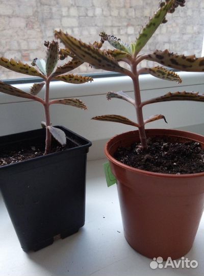 Суккуленты