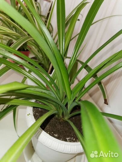 Хлорофитум