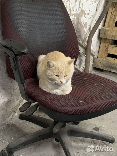 Кот Персик ищет дом