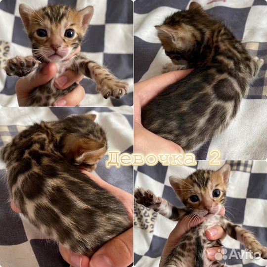 Бенгальские котята