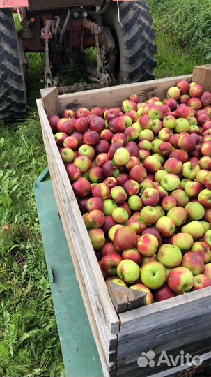 Фермерское хозяйство