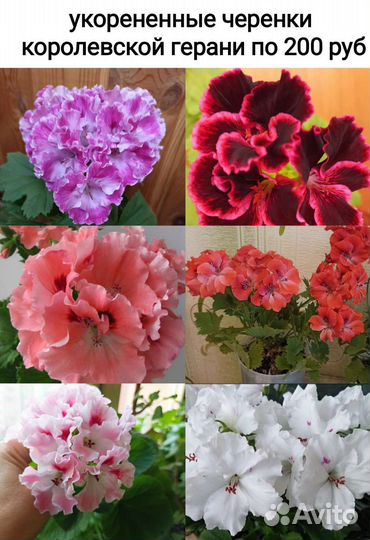 Тюльпановидная, королевская и душистая герань