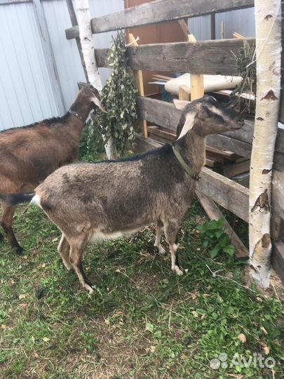 Козы дойные альпийская порода