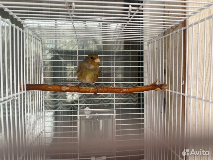 Гибрид щегла и канарейки