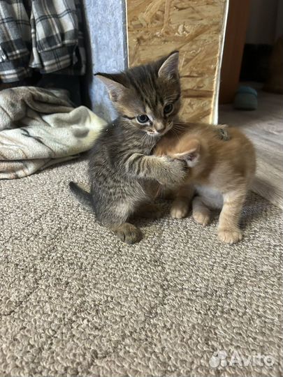 Котята отдам