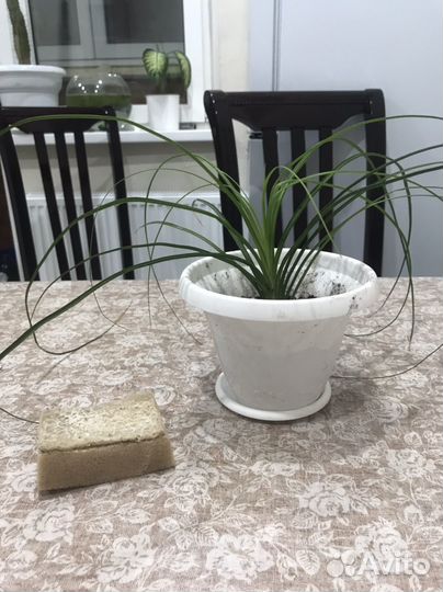 Бокарнея нолина