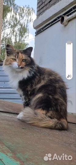 Породистая домашняя кошечка на улице