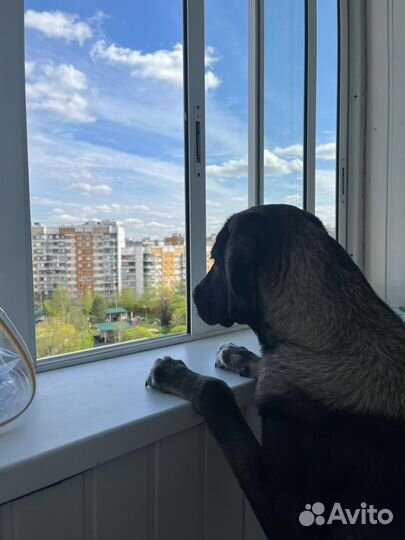 Самый лучший пес