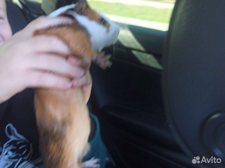 Морская свинка бесплатно