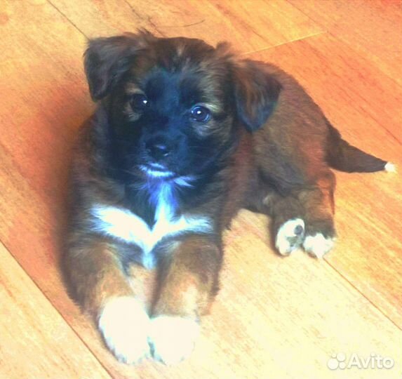 Щенки Маленькая собака в добрые руки