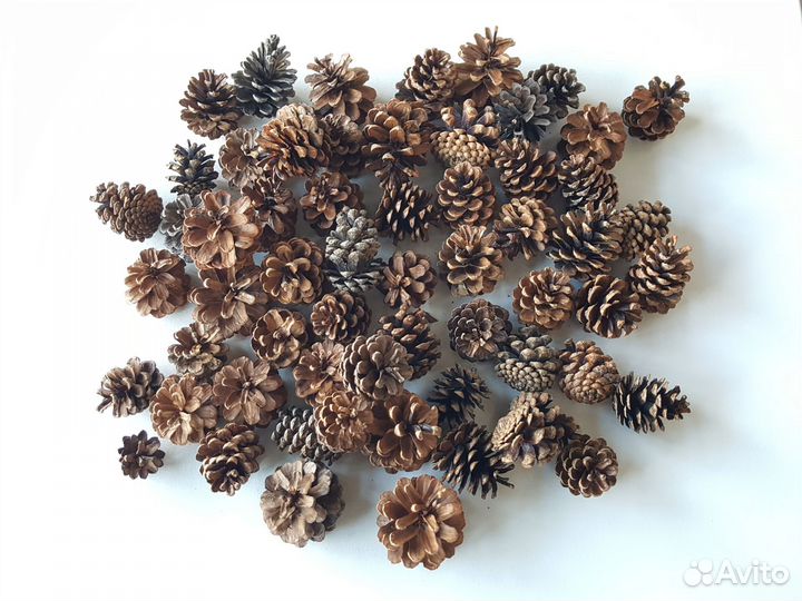 Крупные шишки сосновые для декора для поделок 60шт