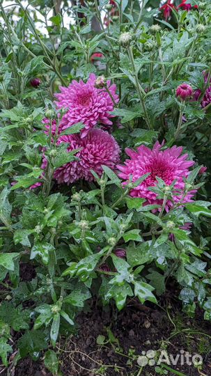 Хризантема