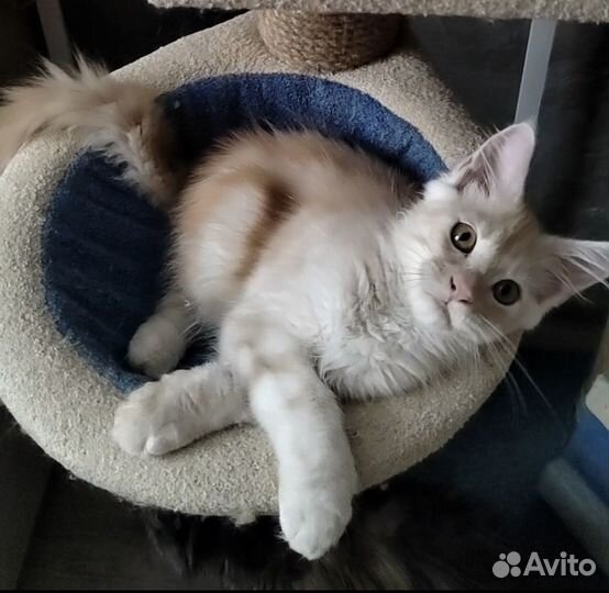 Котята мейн-кун