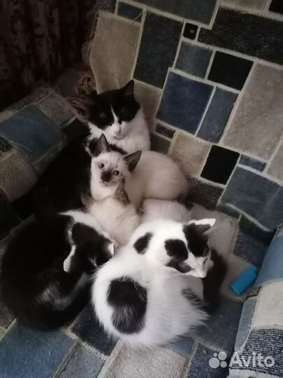 Котятки в добрые руки