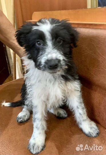 Ласковый красивый щенок