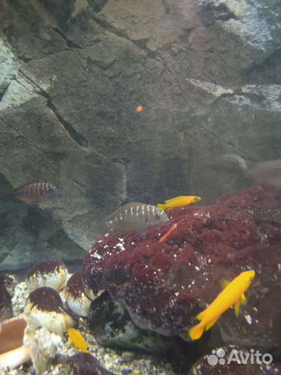 Аквариумные рыбки