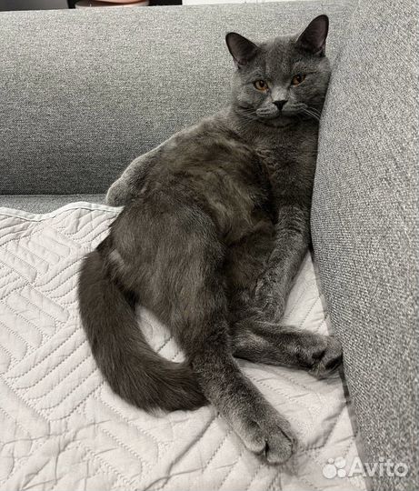 Британский кот