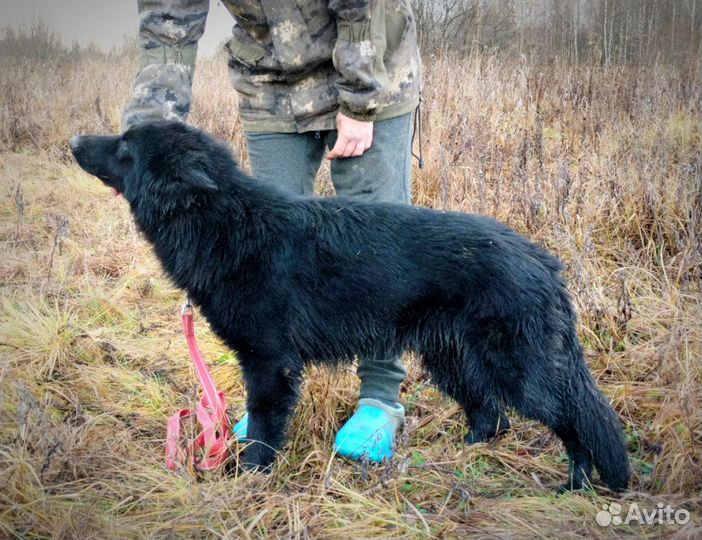 Черная немецкая овчарка