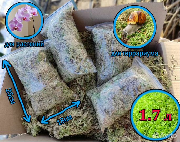 Мох сфагнум