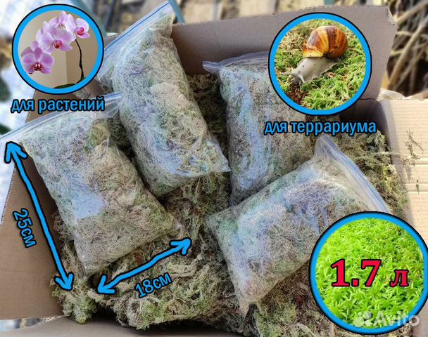 Мох сфагнум