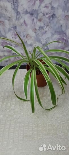 Хлорофитум