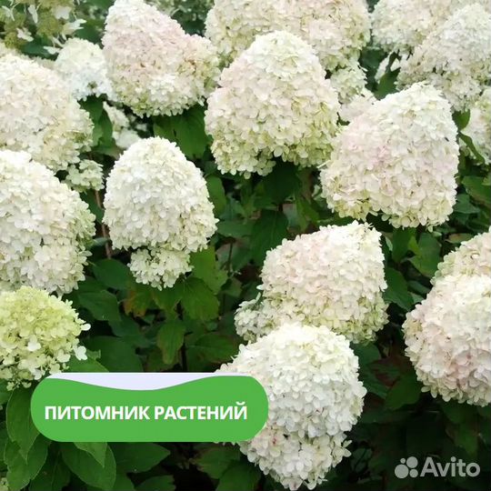 Гортензия метельчатая 'Фантом'