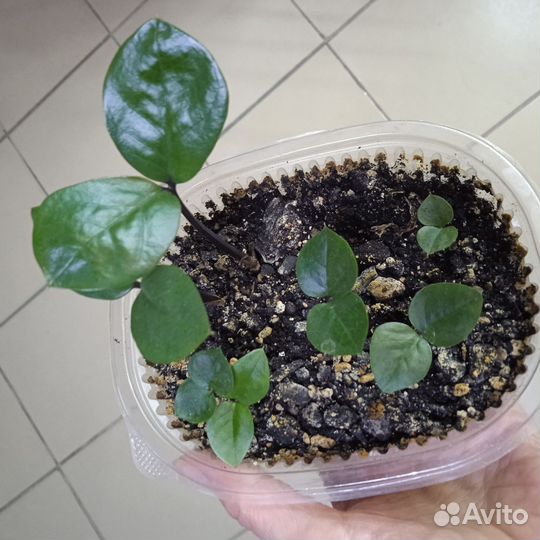 Комнатные растения