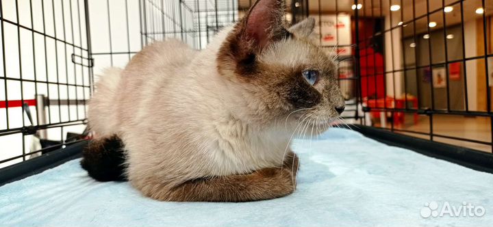 Кошка одного хозяина