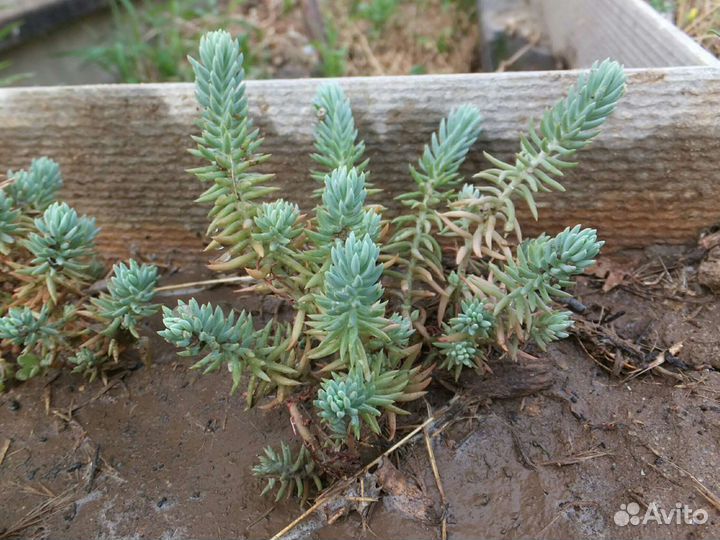 Очистки, почвопокровники, суккуленты