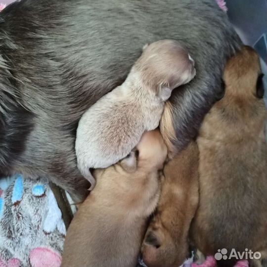 Чихуахуа лиловые микро и стандарт