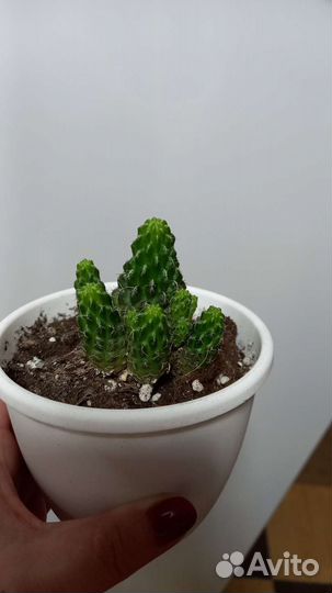 Кактус Сулькоребуция Канигурами