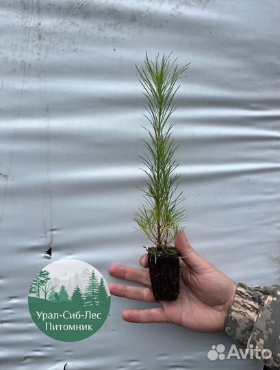Зкс и окс Сосна Ель Лиственница сеянцы Голуб горн