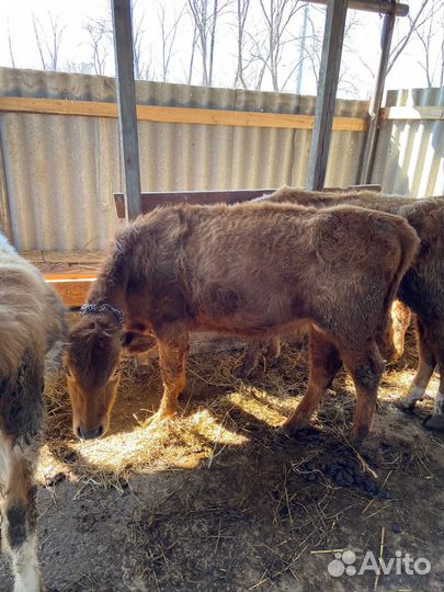 Телята бычки