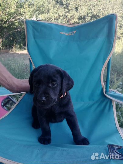 Щенки лабрадора