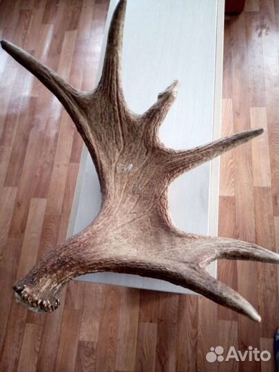 Продаются рога лося