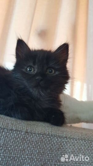 Передержка животных