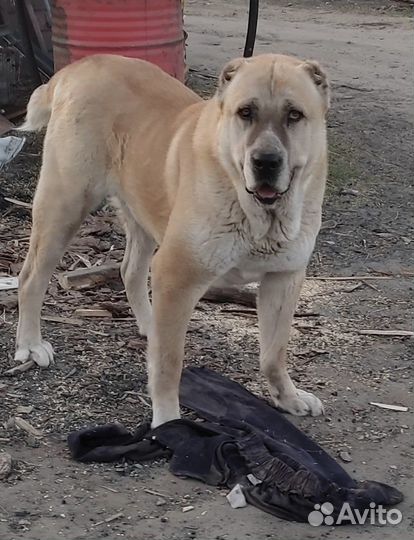 Сао алабай вязка