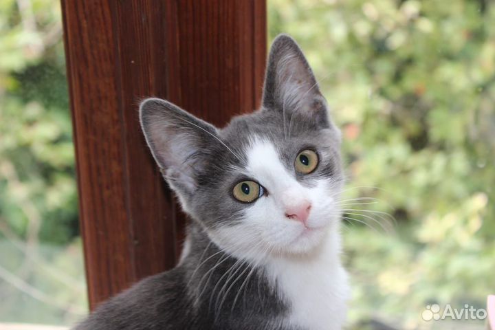 Котенок-подросток в любящие руки 3-4 мес