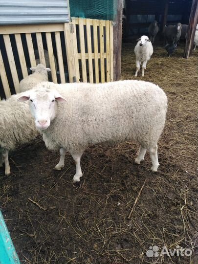 Баран тексель