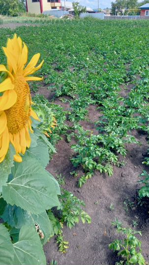 Дом 51,7 м² на участке 12 сот.