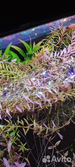 Продам растения