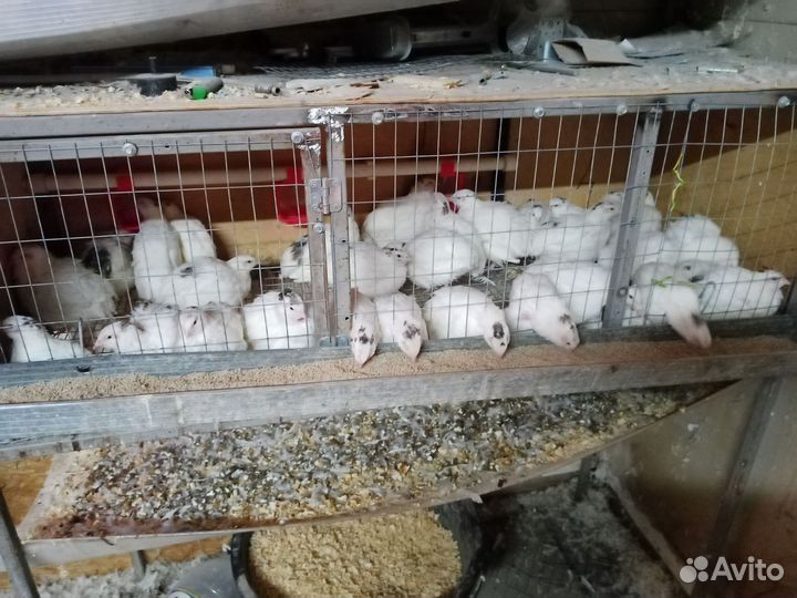 Перепела продажа